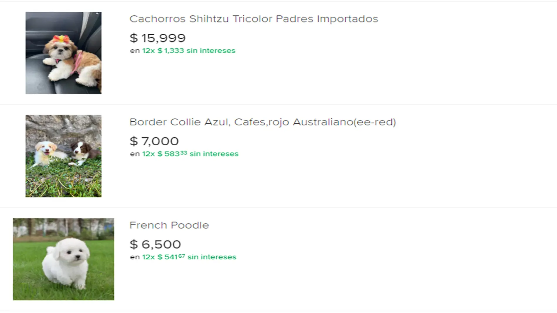 Venta de cachorros en línea